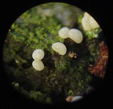 Attēlu rezultāti vaicājumam “Diderma umbilicatum macro”