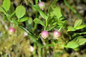 Attēlu rezultāti vaicājumam “Vaccinium myrtillus flower”