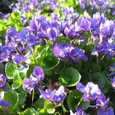 Image result for Veilchen