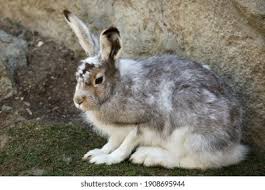 Attēlu rezultāti vaicājumam “Lepus timidus”