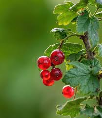 Attēlu rezultāti vaicājumam “Ribes rubrum”