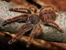 Attēlu rezultāti vaicājumam “Poecilochirus sp.”