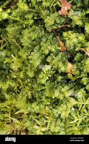 Attēlu rezultāti vaicājumam “Plagiochila porelloides”