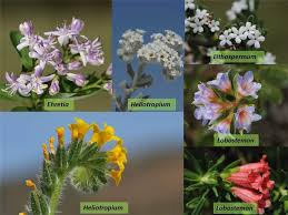 Attēlu rezultāti vaicājumam “Boraginaceae”
