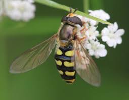 Attēlu rezultāti vaicājumam “Eupeodes nielseni”