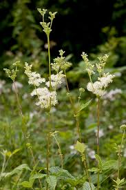 Attēlu rezultāti vaicājumam “Filipendula ulmaria”