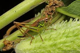 Attēlu rezultāti vaicājumam “Metrioptera roeselii”