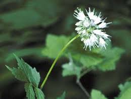 Attēlu rezultāti vaicājumam “Hydrophyllaceae”