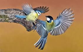 Attēlu rezultāti vaicājumam “Parus major female”