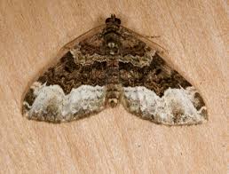 Attēlu rezultāti vaicājumam “Euphyia unangulata”