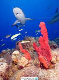 Image result for Carcharhinus perezii