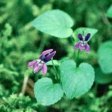 Attēlu rezultāti vaicājumam “Viola reichenbachiana”