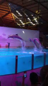 Image result for Swindon Dolphins Swimming Club
