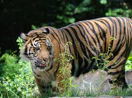 Kuvahaun tulos haulle tigers