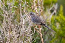 Image result for Sylvia sarda