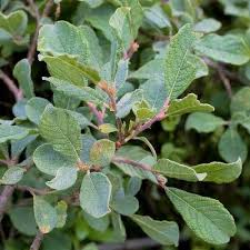 Attēlu rezultāti vaicājumam “Salix aurita”