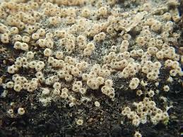 Attēlu rezultāti vaicājumam “Badhamiopsis macrospora macro”