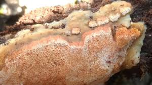 Attēlu rezultāti vaicājumam “Rigidoporus crocatus”