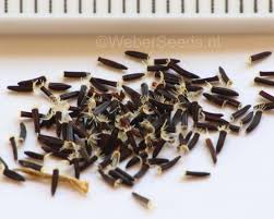 Image result for Hieracium pilosella