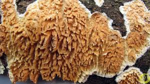 Attēlu rezultāti vaicājumam “Basidioradulum radula”