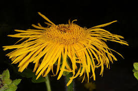 Attēlu rezultāti vaicājumam “Telekia speciosa bud”