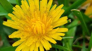 Attēlu rezultāti vaicājumam “Taraxacum suecicum leaf”