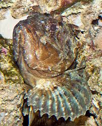 Image result for Scorpaena porcus