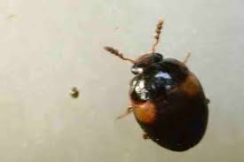 Attēlu rezultāti vaicājumam “Anisotoma humeralis”