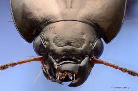 Attēlu rezultāti vaicājumam “Amara sp.”