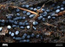 Attēlu rezultāti vaicājumam “Physarum straminipes”