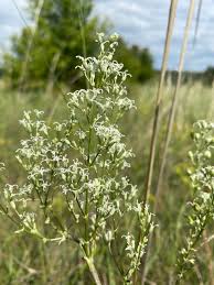 Attēlu rezultāti vaicājumam “Silene wolgensis”