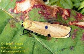 Attēlu rezultāti vaicājumam “Lithosia quadra male”