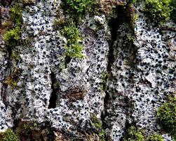 Attēlu rezultāti vaicājumam “Acrocordia gemmata”