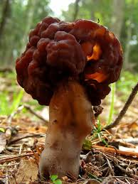 Attēlu rezultāti vaicājumam “Gyromitra esculenta”