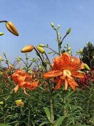 Attēlu rezultāti vaicājumam “Lilium lancifolium”