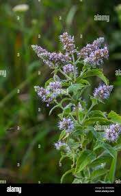 Attēlu rezultāti vaicājumam “Mentha longifolia flower”
