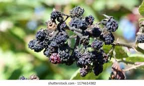 Image result for Rubus sectio