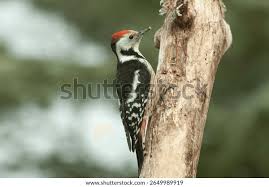 Attēlu rezultāti vaicājumam “Dendrocopos medius adult”