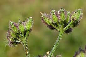 Attēlu rezultāti vaicājumam “Torilis japonica fruit”