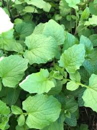 Attēlu rezultāti vaicājumam “Lapsana communis leaf”