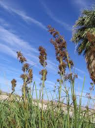 Attēlu rezultāti vaicājumam “Cladium mariscus”