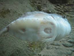 Image result for Cyclopterus lumpus