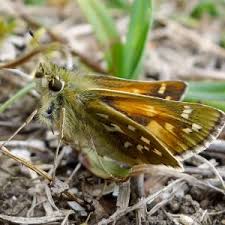 Attēlu rezultāti vaicājumam “Hesperia comma underside”