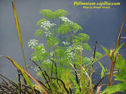 Attēlu rezultāti vaicājumam “Distichium capillaceum”