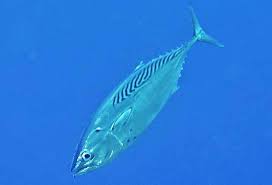Image result for Euthynnus affinis