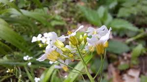 Attēlu rezultāti vaicājumam “Cardaminopsis arenosa leaf”
