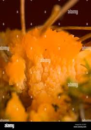 Attēlu rezultāti vaicājumam “Colloderma robustum”