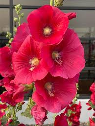 Image result for Alcea rosea `Appleblossom`
