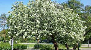 Attēlu rezultāti vaicājumam “Malus mandshurica”