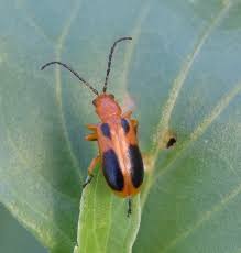 Attēlu rezultāti vaicājumam “Phyllobrotica quadrimaculata”